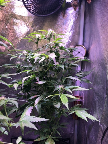 Growreport Bild 48