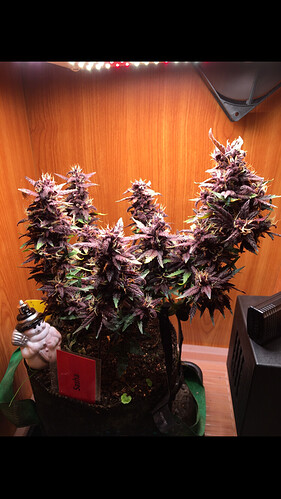 Growreport Bild 3
