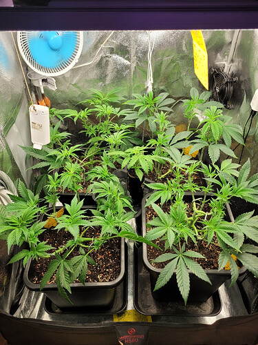 Growreport Bild 2