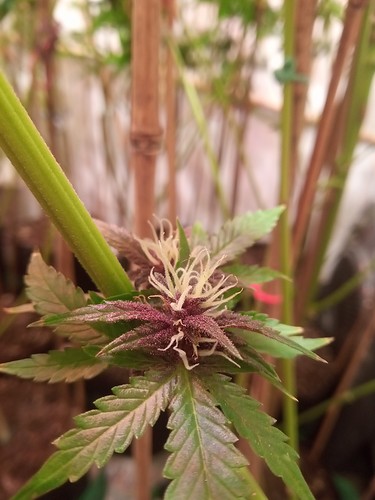 Growreport Bild 64