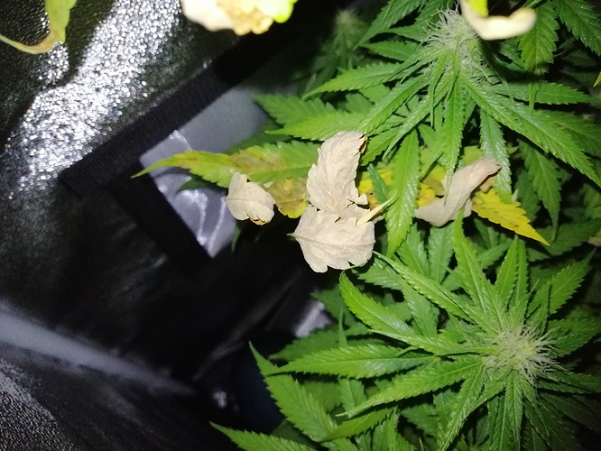 Growreport Bild 4