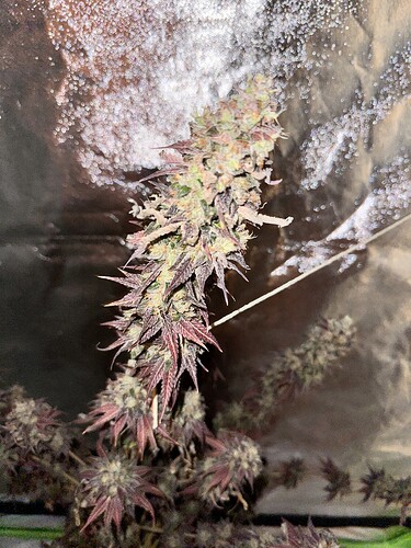 Growreport Bild 19