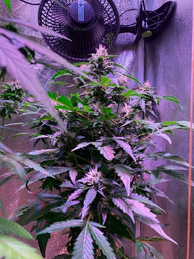 Growreport Bild 15