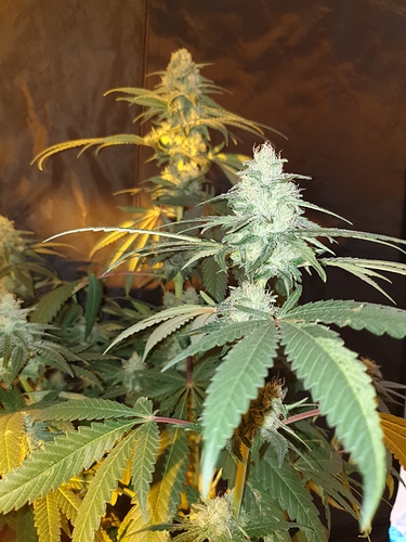Growreport Bild 21