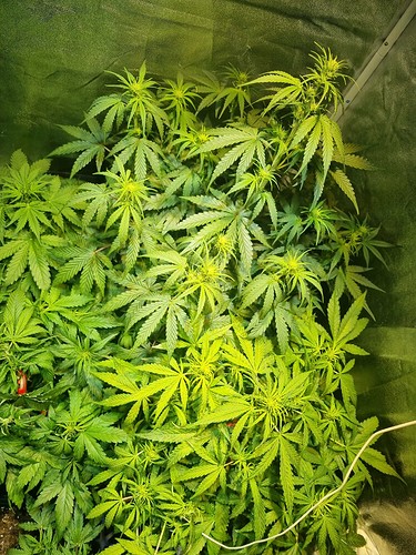 Growreport Bild 6