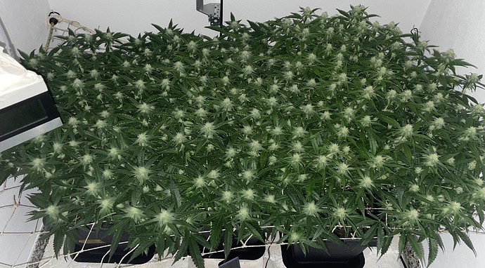 Growreport Bild 5