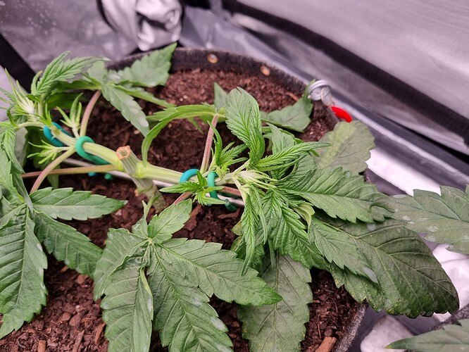 Growreport Bild 17