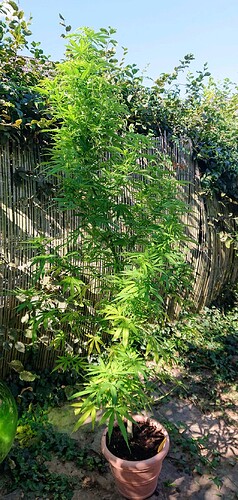 obscura1662029356464