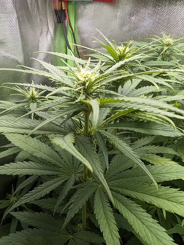 Growreport Bild 9