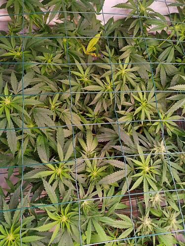 Growreport Bild 8