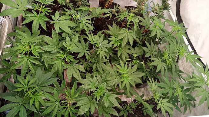 Growreport Bild 53