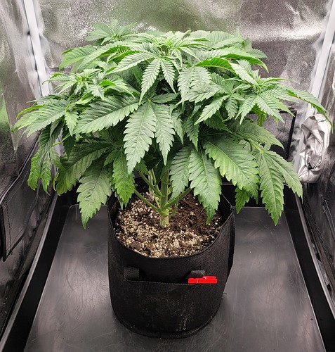 Growreport Bild 2