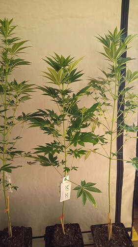 Growreport Bild 29