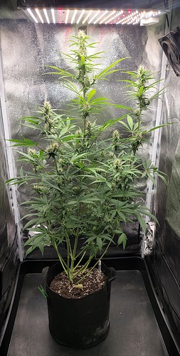 Growreport Bild 4