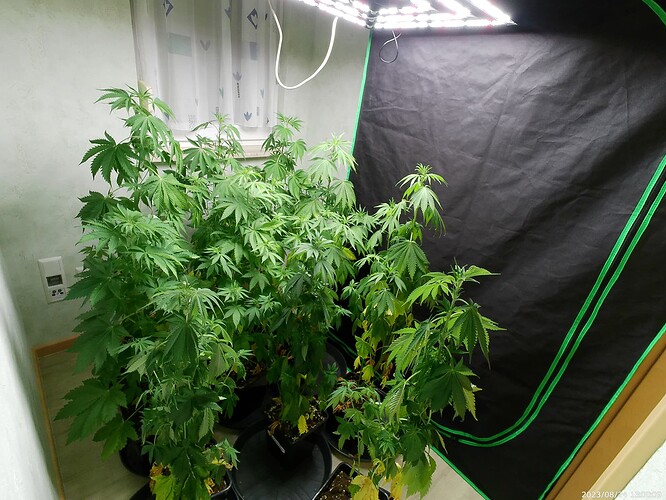 Growreport Bild 44