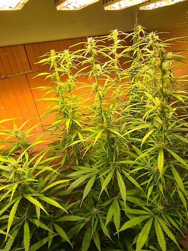 Growreport Bild 15