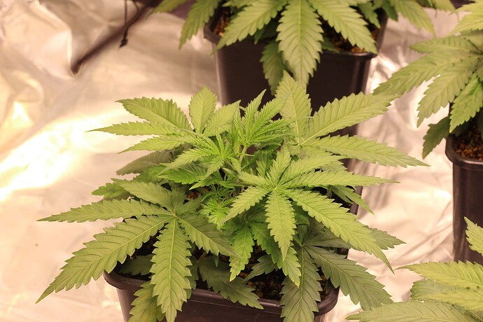 Growreport Bild 8