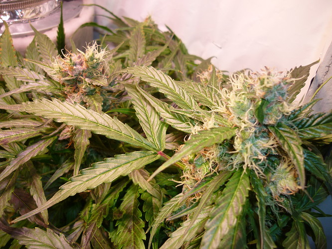Growreport Bild 1
