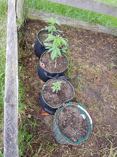 Growreport Bild 3