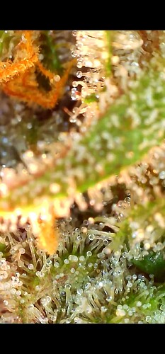 Growreport Bild 2