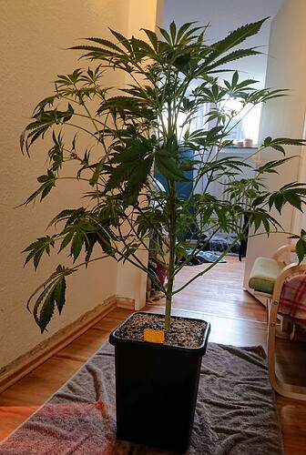 Growreport Bild 15