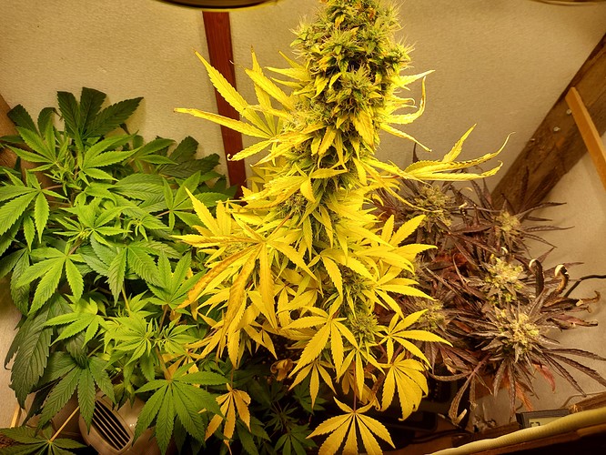 Growreport Bild 2