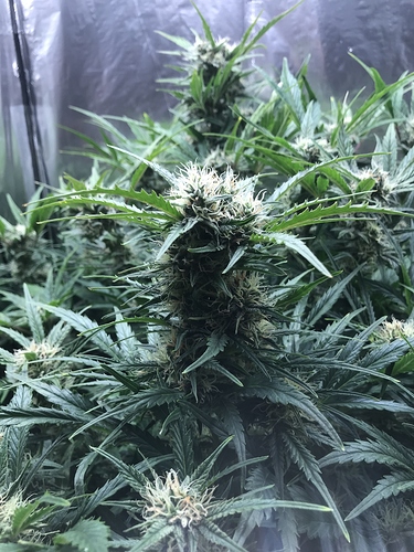 Growreport Bild 2