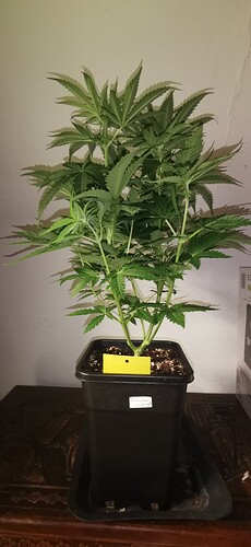 Growreport Bild 3