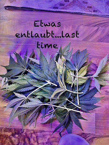 Growreport Bild 4