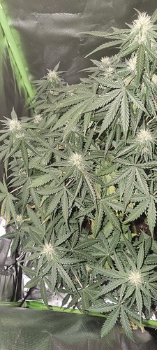 Growreport Bild 31