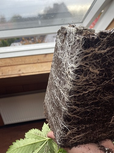 Growreport Bild 32