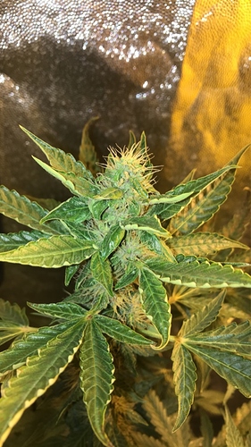 Growreport Bild 4