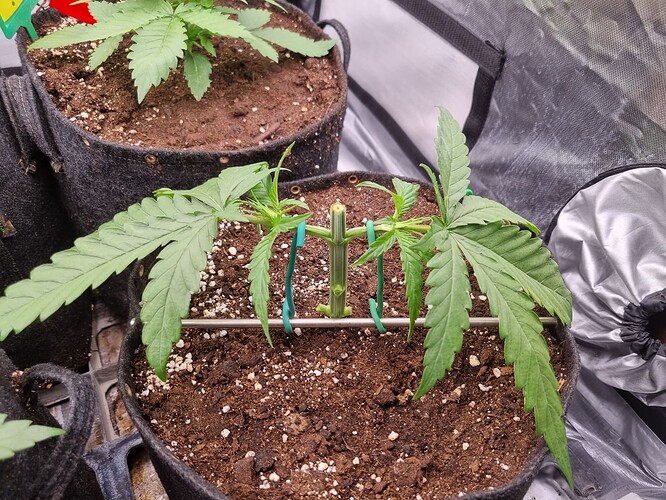 Growreport Bild 6