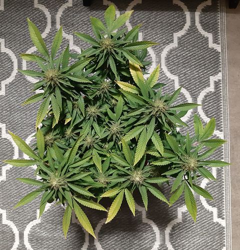 Growreport Bild 3
