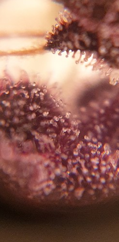 Growreport Bild 8