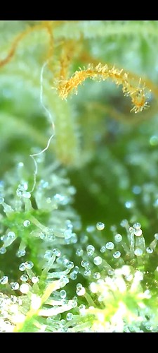 Growreport Bild 21