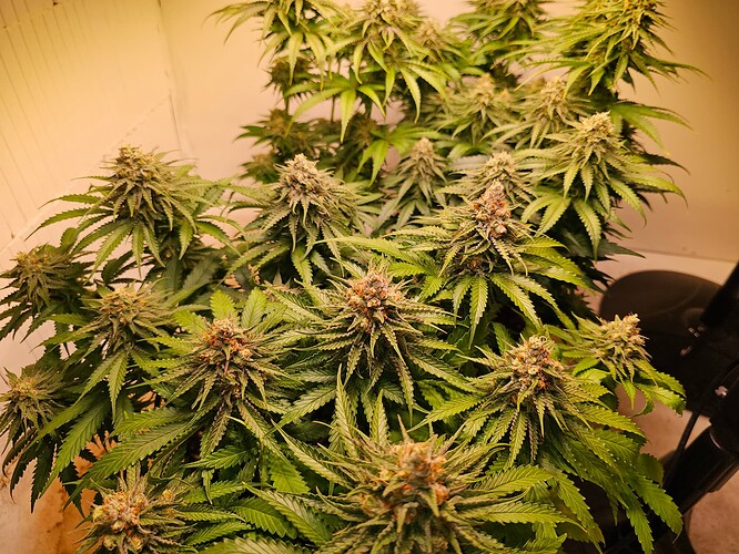 Growreport Bild 21