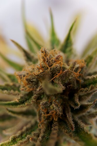 Growreport Bild 5