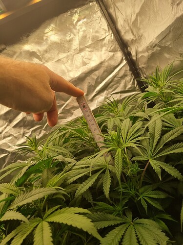 Growreport Bild 13