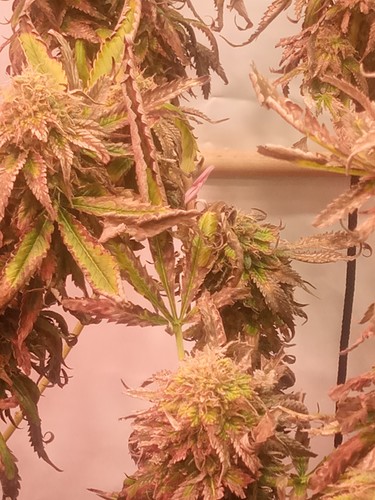 Growreport Bild 28