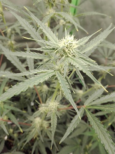 Growreport Bild 15