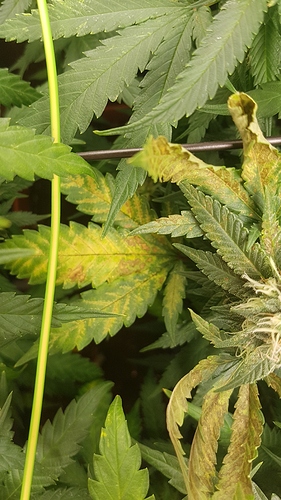 Growreport Bild 2