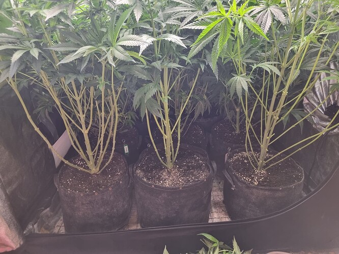 Growreport Bild 25