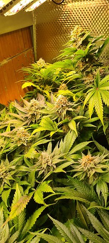 Growreport Bild 8