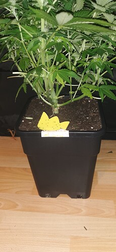 Growreport Bild 16