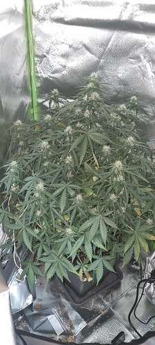 Growreport Bild 28