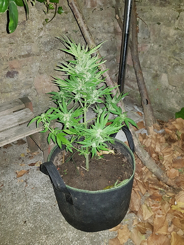 Growreport Bild 6