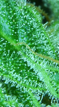 Growreport Bild 26