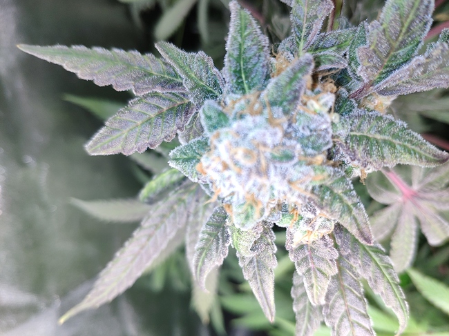 Growreport Bild 6