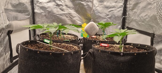 Growreport Bild 17